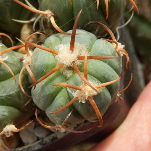 Echinocactus horizonthalonius
