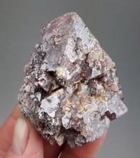 Spinello viola - Luc Yen