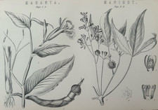Stampa antica 1870 botanica |