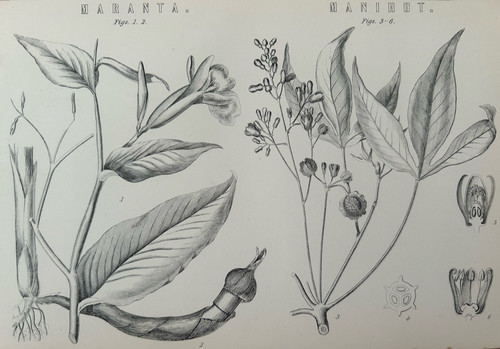 Antica stampa botanica - , c1870