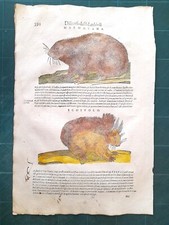 MATTIOLI MATTHIOLI Erbario a figure grandi originale 1604 MARMOTTA SCOIATTOLO
