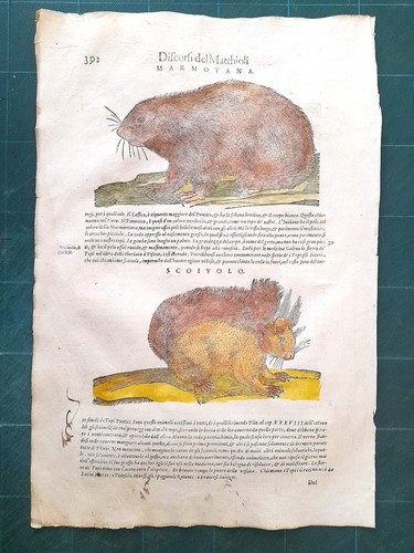 Mattioli matthioli erbario - matthioli, a