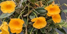 Dendrobium aggregatum