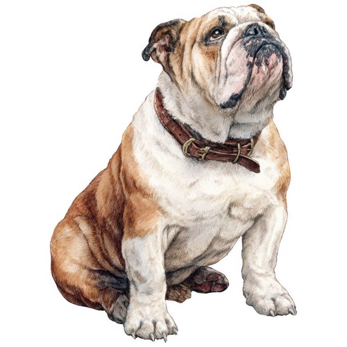 Adesivi bulldog - adesivi, auto