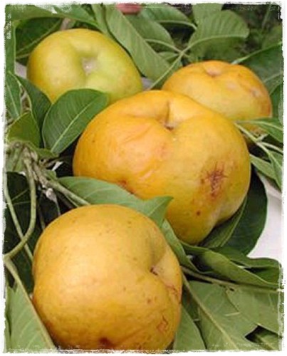 Pianta zapote bianco - pianta,