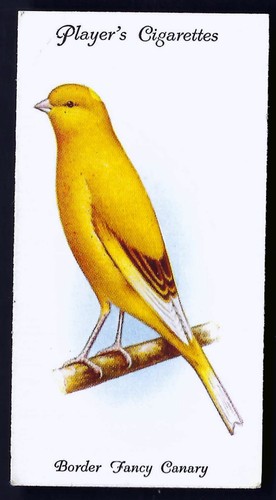 Player aviary and - -, cage
