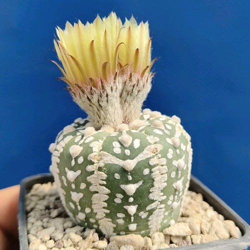 Astrophytum asterias - , sk