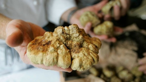 White truffle mushroom - white,