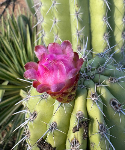 Stenocereus cactus - stenocereus,