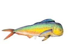 Jumbo Grande Mahi-Mahi Cuscino