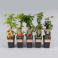Frutti bosco vaso - frutti,