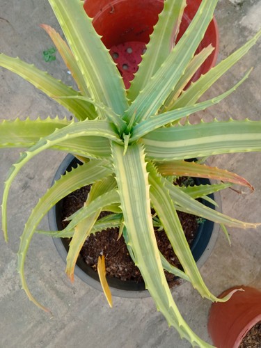 Aloe arborescens variegata