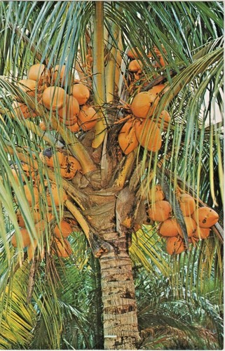 Palme cocco nel loro - palme, da