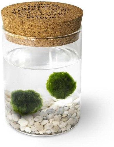 Marimo coppia originale - coppia, in