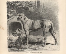 1894 Piccola Stampa Antica