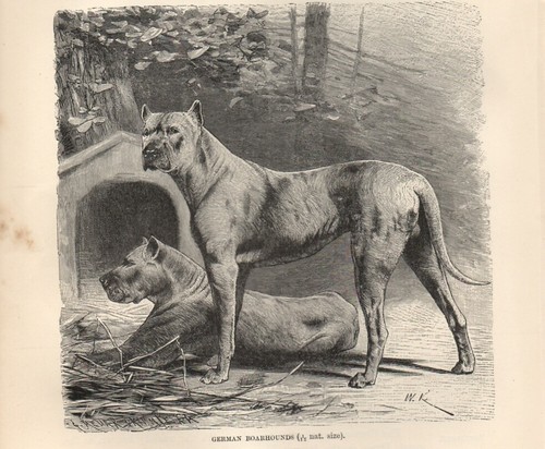 1894 stampa antica - stampa,