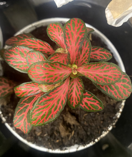 Fittonia mosaic mini - mini, red