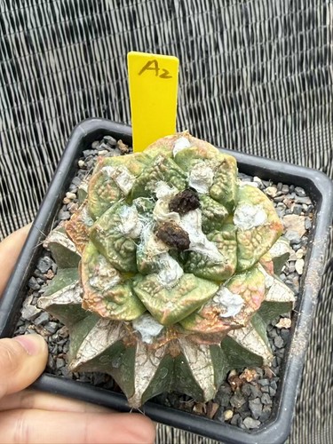 Ariocarpus godzilla variegato - godzilla,