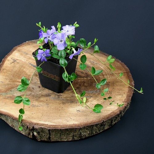 Vinca minor copertura - , terreno