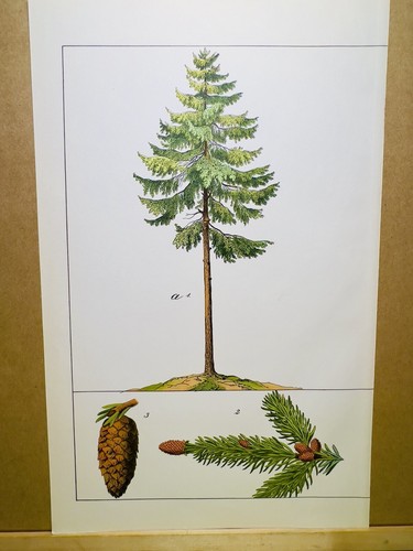 Piante antiche poster - piante,