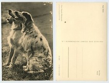 119081 - Inglese Setter - cani