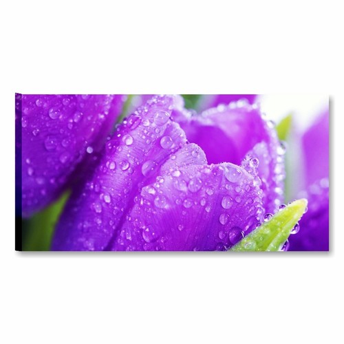 Tulipani viola quadri - tulipani,