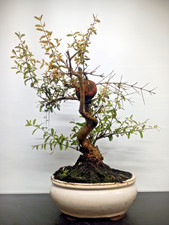 Bonsai melograno vaso - di,