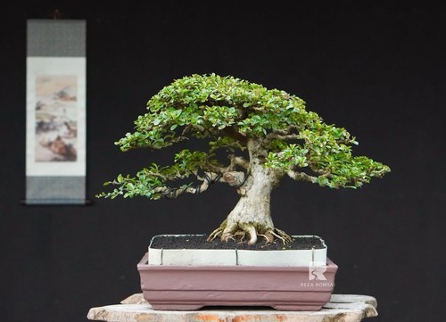 Albero vivo ehretia - albero,