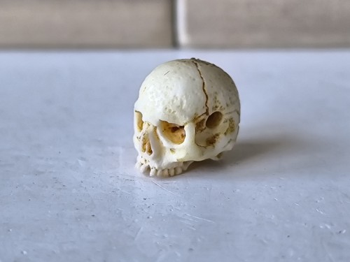 Memento mori vanitas - mori,