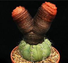 Melocactus bahiensis SEEDS -