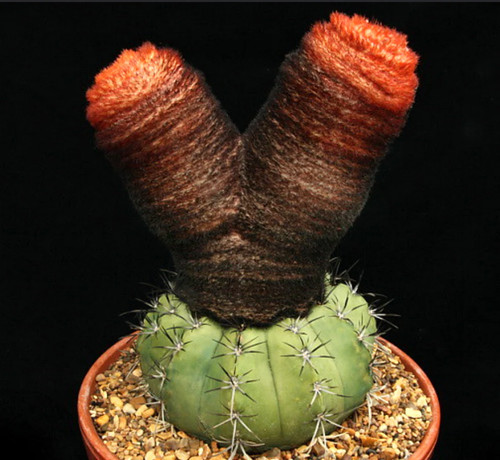 Melocactus bahiensis seeds - bahiensis,
