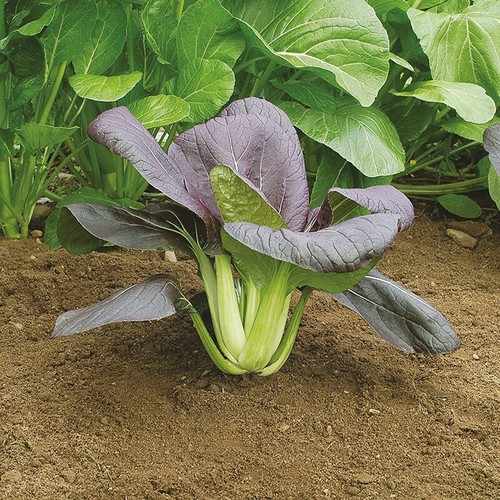 Pak choi rubi - pak,