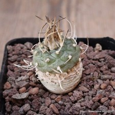 C7319 turbinicarpus macrochele - c7319,