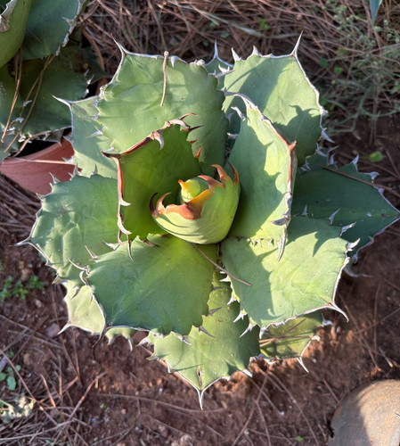 Agave titanota hybrid - agave,