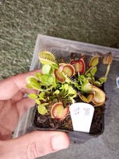 Pianta carnivora Dionaea muscipula 'Cross teeth', PIANTA VIVA(taglia M)