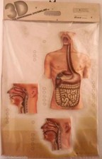 Modello anatomico tavola