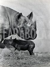 Foto Vintage Animali selvatici Rinoceronte cucciolo con la mamma stampa 25x21 cm