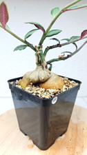 Euphorbia neorubella ue - euphorbia,