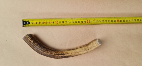 Pezzo corno alce - pezzo,