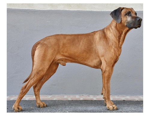 Rhodesian ridgeback dog 8x10 - rhodesian,