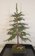 Abete Pre Bonsai | Abete rosso