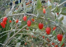 Lycium barbarum bacche di - lycium,