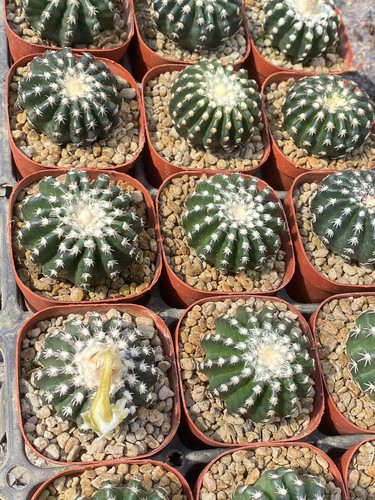 1pz 5cm discocactus horstii - discocactus,
