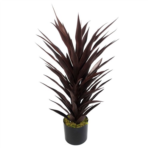 Pianta yucca rosso scuro - di,