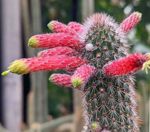 Cleistocactus smaragdiflorus