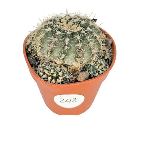 Gymnocalycium bruchii vaso - gymnocalycium,