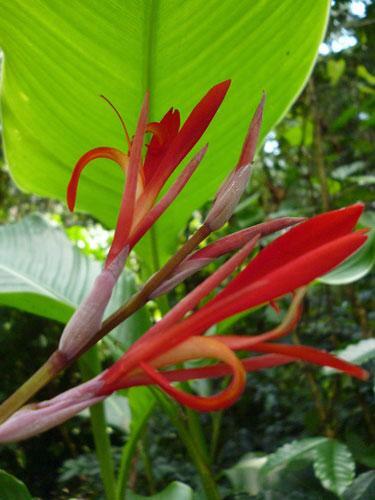 Canna tuerckheimii giant - |,
