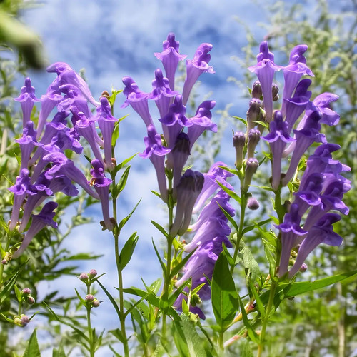 Baikal skullcap seeds - skullcap, –