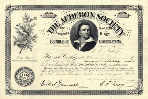 Audubon society stock - -,