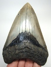 Dente squalo megalodonte - di,